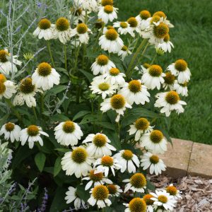 Coneflower (Echinacea) – Pow Wow White – #2 Container