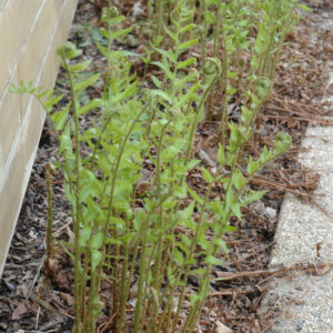 Goldie’s Wood Fern (Dryopteris Goldiana) – #1 Container