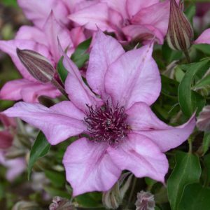 Clematis – Giselle – 8″ Container