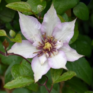 Clematis – Samaritan Jo – 8″ Container