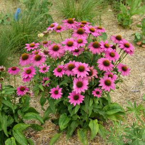 Coneflower (Echinacea) – Pow Wow Wild Berry – #2 Container