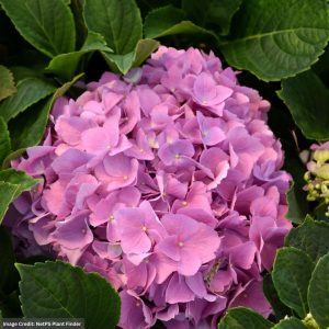 Hydrangea Macrophylla – LA Dreamin’® – #3 Container