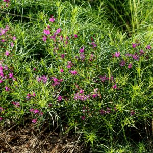Ironweed (Vernonia Lettermanii) – Iron Butterfly – #1 Container
