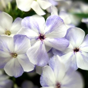 Phlox – Volcano® Lilac Splash – #2 Container