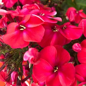 Phlox – Volcano® Lipstick – #1 Container