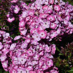 Phlox – Volcano® Pink w/ White Eye – #2 Container