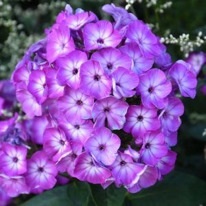 Phlox – Volcano® Purple w/ White Eye – #2 Container