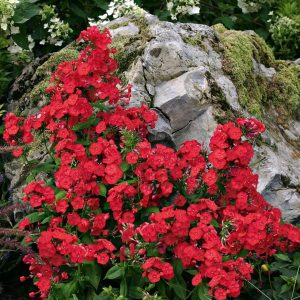 Phlox – Volcano® Red – #2 Container