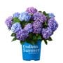 Hydrangea Macrophylla – BloomStruck® – #3 Container