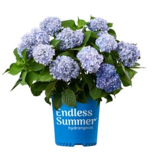Hydrangea Macrophylla – Endless Summer® – #3 Container