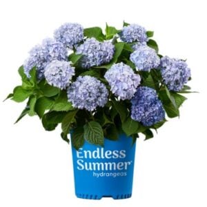 Hydrangea Macrophylla – Endless Summer® – #3 Container