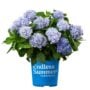Hydrangea Macrophylla – Endless Summer® – #3 Container