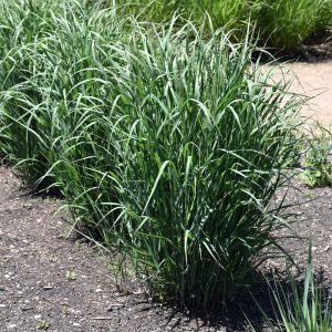 Switch Grass (Panicum) – Apache Rose – #1 Container
