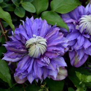 Clematis – Diamantina – 8″ Container
