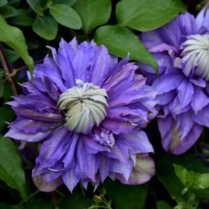 Clematis – Diamantina – 8″ Container