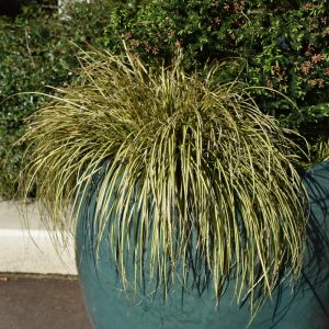Sedge (Carex Oshimensis) – Evercolor Eversheen – #1 Container