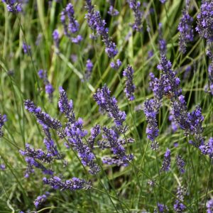 Lavender (Lavandula X Intermedia) – Phenomenal® – #1 Container