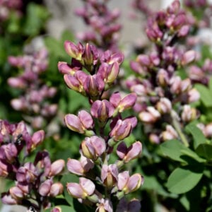 False Indigo (Baptisia Decadence) – Pink Truffles – #1 Container