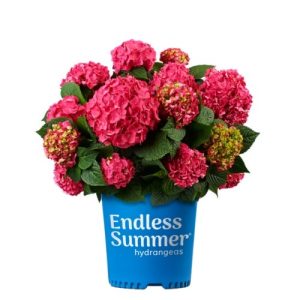 Hydrangea Macrophylla – Summer Crush® – #2 Container