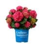 Hydrangea Macrophylla – Summer Crush® – #3 Container