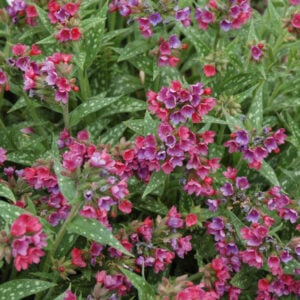 Lungwort (Pulmonaria) – Raspberry Splash – #1 Container