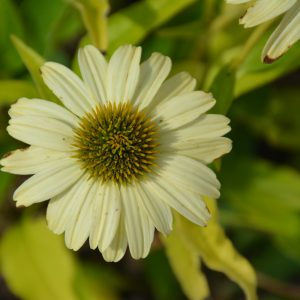 Coneflower (Echinacea) – Eye-Catcher Canary Feathers – #1 Container