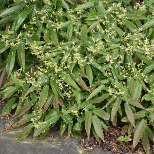 Barrenwort (Epimedium Wushanense) – Sandy Claws – #1 Container
