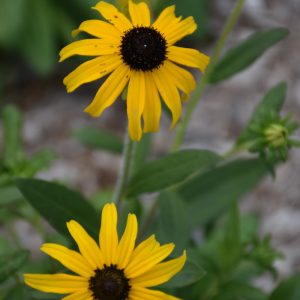 Coneflower (Rudbeckia Fulgida) – American Gold Rush – #2 Container
