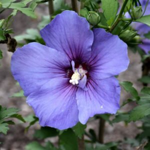 Rose of Sharon – Paraplu Violet – #3 Container