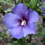 Rose of Sharon – Paraplu Violet – #3 Container