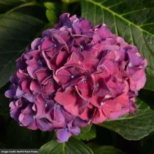 Hydrangea Macrophylla – Wee Bit Grumpy – #3 Container