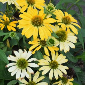Coneflower (Echinacea) – Color Coded Yellow My Darling – #1 Container