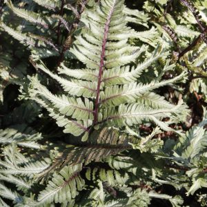 Japanese Painted Fern (Athyrium Nipponicum) – Crested Surf – #1 Container