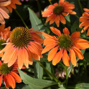 Coneflower (Echinacea) – Artisan Soft Orange – #1 Container