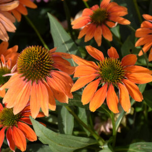Coneflower (Echinacea) – Artisan Soft Orange – #1 Container