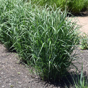 Switchgrass (Panicum) – Apache Rose – #2 Container