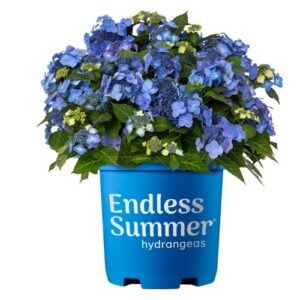 Hydrangea Macrophylla – Pop Star® – #2 Container