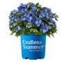 Hydrangea Macrophylla – Pop Star® – #2 Container