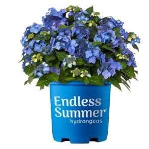 Hydrangea Macrophylla – Pop Star® – #3 Container