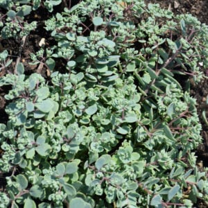 Stonecrop (Sedum) – Steel The Show – #1 Container