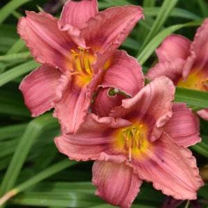 Daylily (Hemerocallis) – Rosy Returns – #1 Container