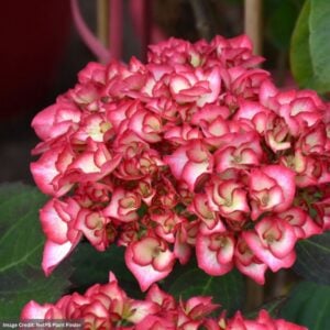 Hydrangea Macrophylla – Kimono™ – #2 Container