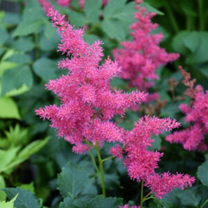 Astilbe – Younique Ruby Red – #2 Container