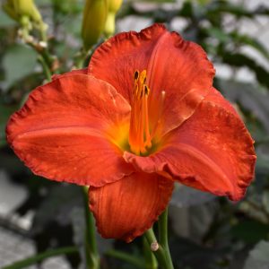 Daylily (Hemerocallis) – Desert Flame – #1 Container