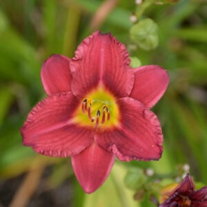 Daylily (Hemerocallis) – Double Pardon Me – #1 Container