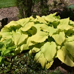 Hosta – Dancing Queen – #1 Container