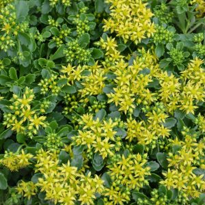 Stonecrop (Sedum) – Little Miss Sunshine – #1 Container