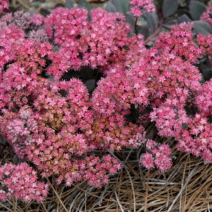 Stonecrop (Sedum) – Sun Sparkler Dazzleberry – #1 Container