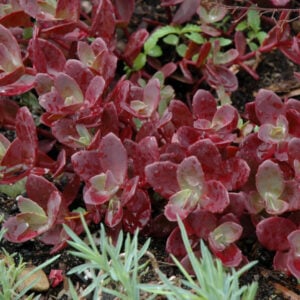 Stonecrop (Sedum) – Sun Sparkler Firecracker – #1 Container