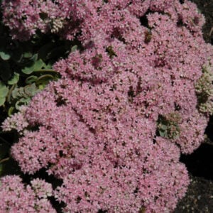 Stonecrop (Sedum) – Sun Sparkler Lime Zinger – #1 Container